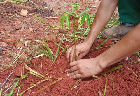 Prefeitura de Atibaia realiza plantio de 350 mudas nativas para recuperação ambiental no San Fernando Valley