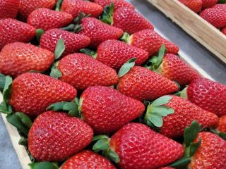 morango2