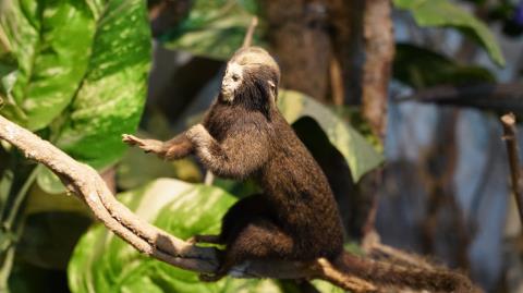 Museu de História Natural do Parque Edmundo Zanoni será fechado temporariamente para manutenção