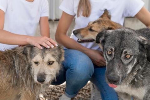 Defesa Animal recebe feira de adoção na quarta-feira (5)