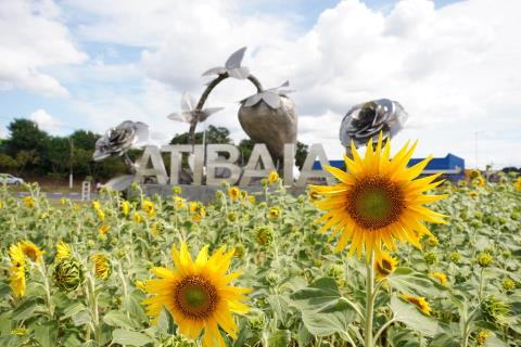 atibaia_florida_girassol