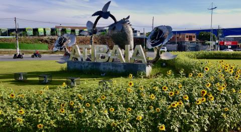 atibaia_florida_girassol
