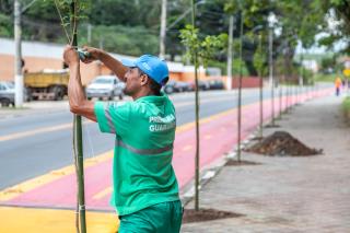 Plantando Árvore