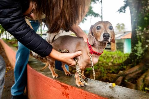 Vacinação antirrábica - Crédito fotos Warley Kenji - Comunicação PMG (2)