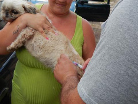 Prefeitura realiza vacinação antirrábica de cães e gatos no Jardim América
