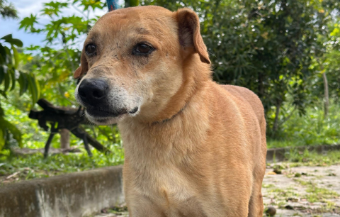 Tião