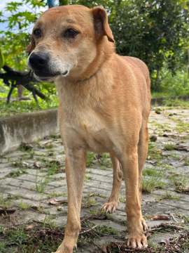 Tião