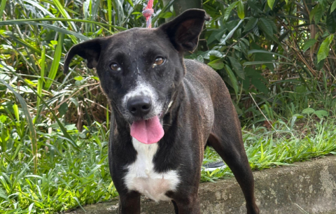 Túlio