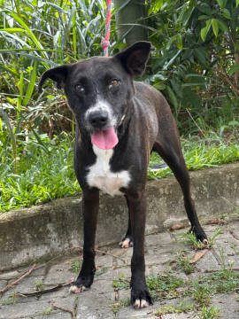 Túlio