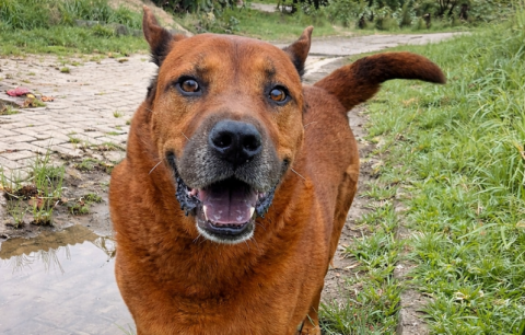 Urso