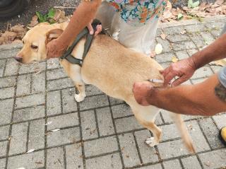 Prefeitura retoma vacinação antirrábica de cães e gatos