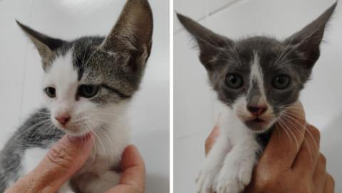 Prefeitura realiza feira para adoção de gatas na Santa Terezinha