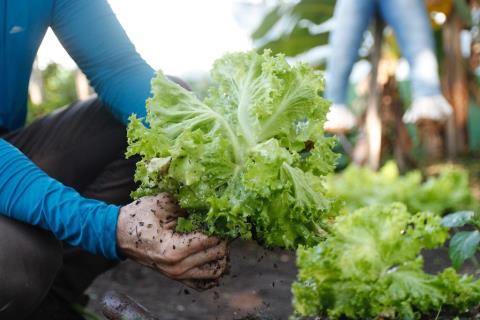 População pode ajudar na construção do 1º Plano Municipal de Segurança Alimentar e Nutricional