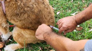 Prefeitura realiza vacinação antirrábica de cães e gatos no Parque Planalto