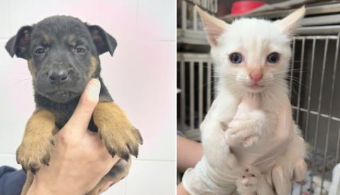 Prefeitura realiza feira de adoção de animais e microchipagem na Santa Terezinha nesta sexta-feira (26)