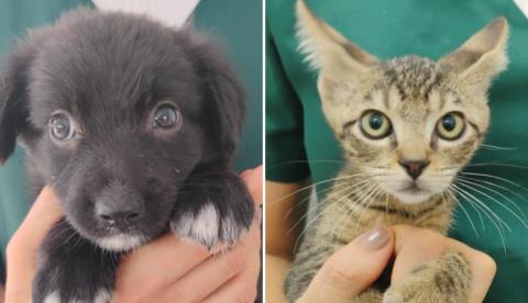 CCZ realiza feira de adoção e microchipagem nesta sexta-feira (27) na Santa Terezinha