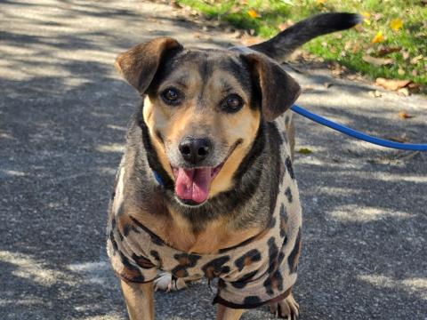 Campanha arrecada roupas e cobertores para animais acolhidos no Centro de Controle de Zoonoses