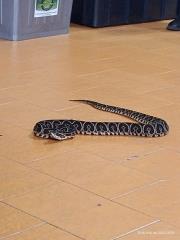 Brigada e Defesa Civil de Monte Alegre do Sul participam de curso sobre animais peçonhentos (3)