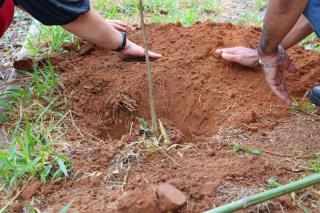 plantio de mudas-06