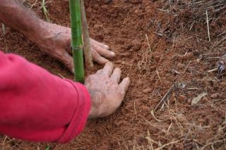 plantio de mudas-10