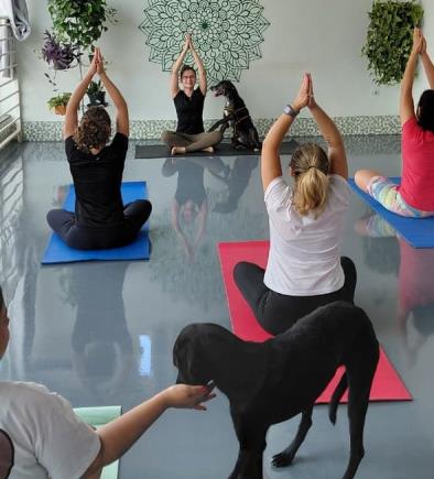 Aula de Yoga Canil