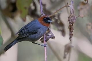 cabecinha-castanha (macho)