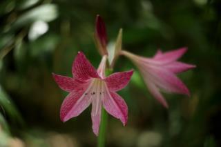 flora-7-900x600-1