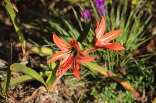 flora (4)