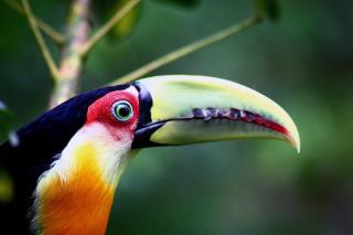 Fauna-local-2-900x600-1