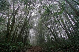 Trilha-do-Pinheirinho-900x600-1