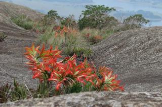 Pedra-das-Flores-900x600-1