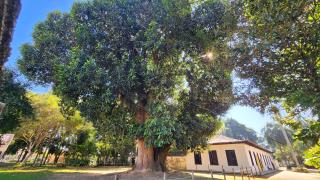 Sítio do Pica Pau Amarelo