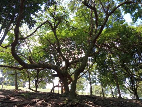 Horto Municipal de Taubate
