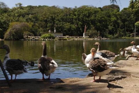 Horto Municipal de Taubate