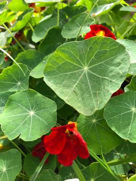 Parque Vale do Itaim