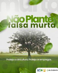 falsa murta