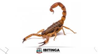 escorpiões