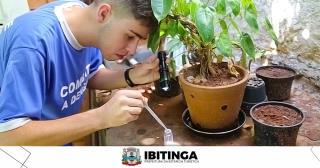 dengue vaso criadouro