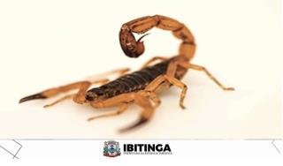 escorpion