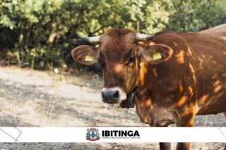 vaca febre aftosa