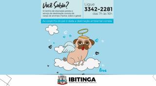 animais que faleceram morreram pet animais mortos site