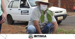 plantio são benedito 2