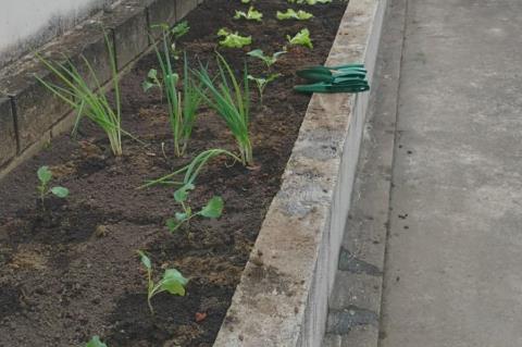 Horta terapêutica CAPS (8)