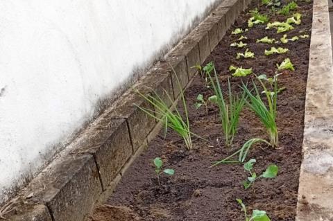 Horta terapêutica CAPS (2)