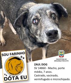 Dezenas de cães estão aguardando um novo lar no Canil Municipal (1)