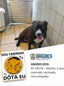 Adotar é transformar vidas: cães e gatos aguardam por um novo lar em Bragança Paulista