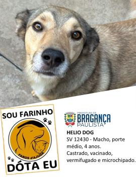 Cães e gatos aguardam por adoção no Abrigo Municipal  Foto 01