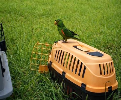 Presença de maritacas em áreas urbanas exige convivência responsável