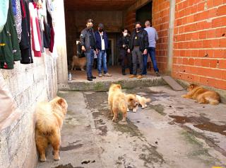 Canil Clandestino (2)