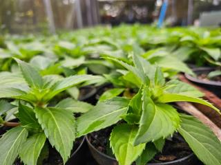 10.07.2023 Prefeitura investe na produção de flores e plantas tropicais nos viveiros municipais (3)